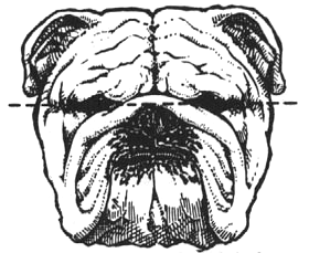 280x229 An Illustrated Guide To The Bulldog Standard, English Bulldog