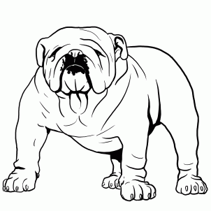302x302 How To Draw A Bulldog, English Bulldog Step 2 No Picasso