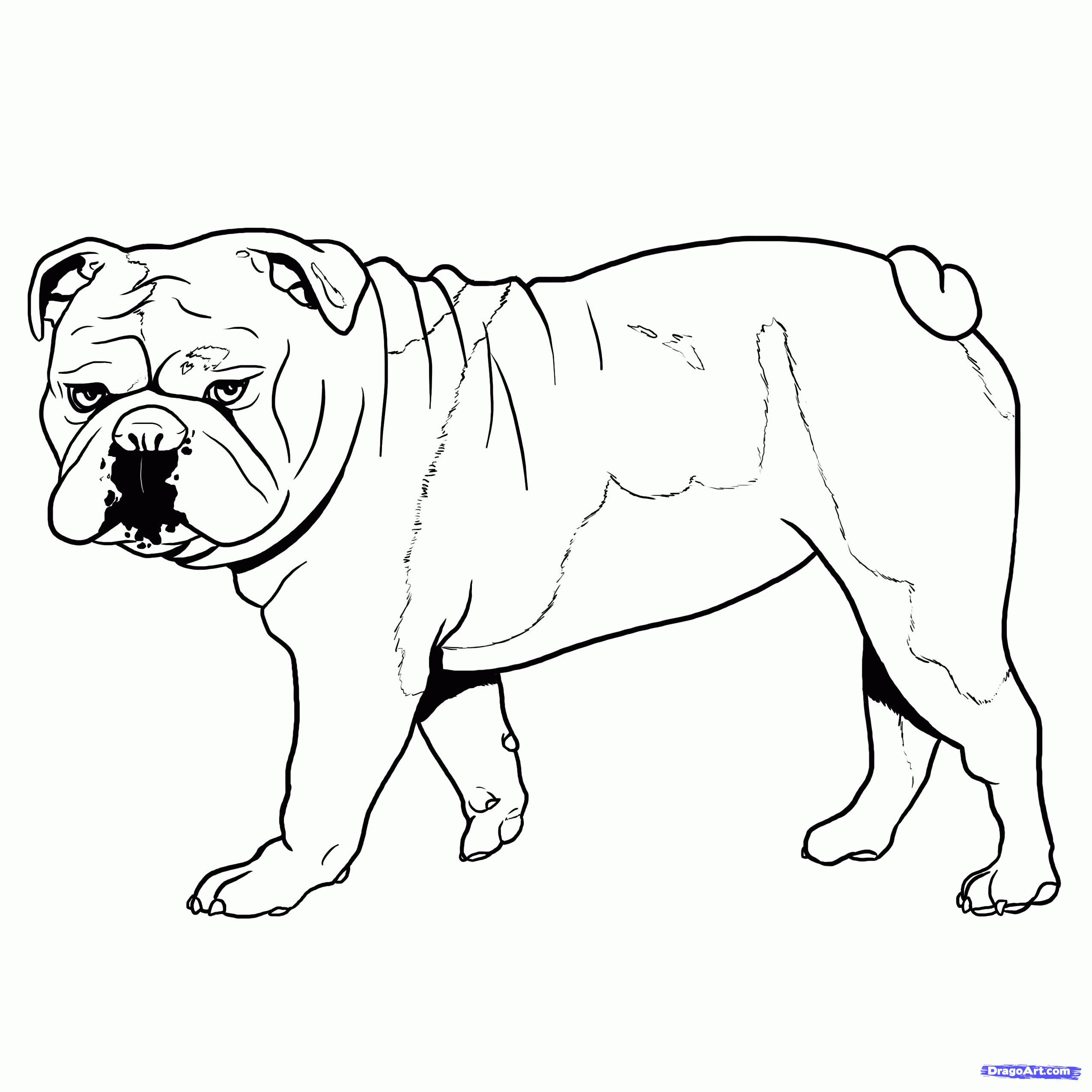 2550x2550 Images Of Bulldogs To Draw How To Draw A Bulldog Step By Step