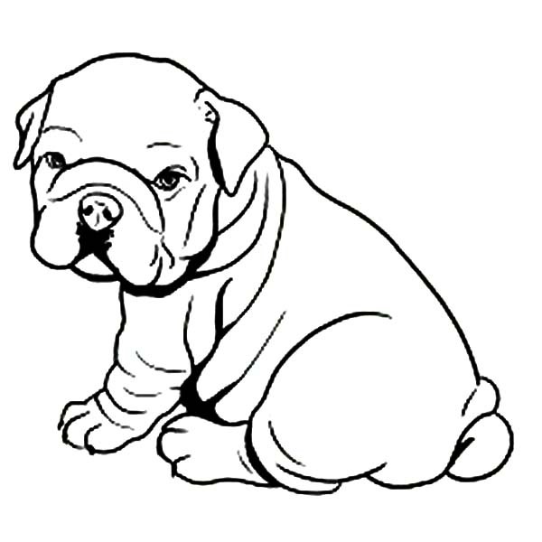 600x600 Bulldog Coloring Pages