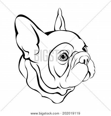 450x470 French Bulldog Images, Illustrations, Vectors