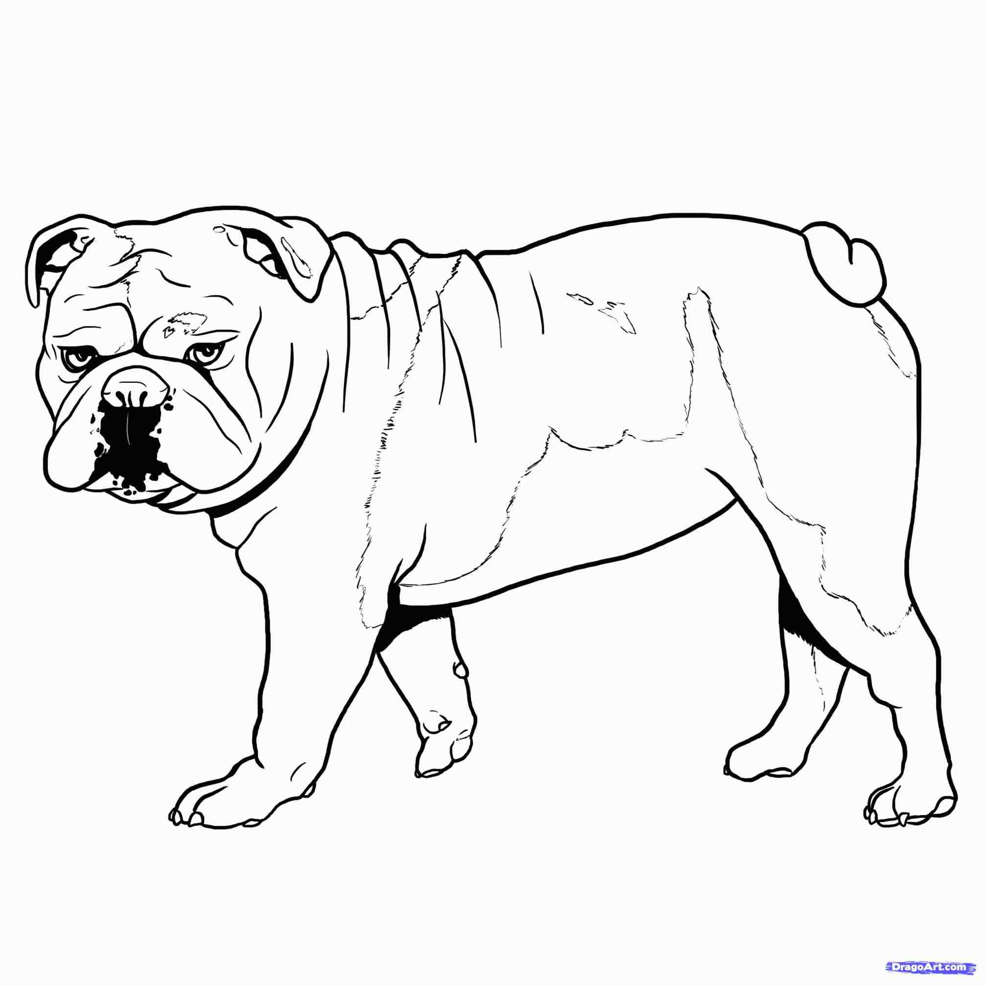 2014x2014 How To Draw A Bulldog Puppy