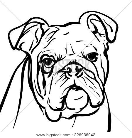 450x470 Bulldog Images, Illustrations, Vectors