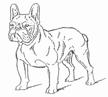 363x325 French Bulldogs Frustyle, Moscow, Russia. Standart Of French