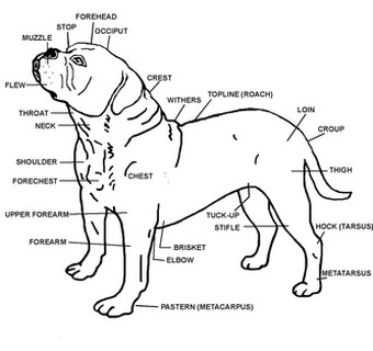 340x320 Lb Standards