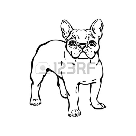 450x450 Set Of Hand Drawn Vector French Bulldogs. Illustration In Line