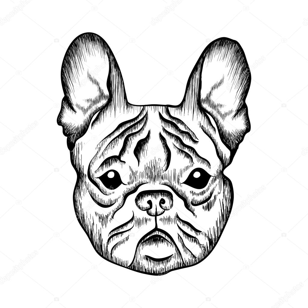 1024x1024 Sketch French Bulldog Stock Vector I Panki