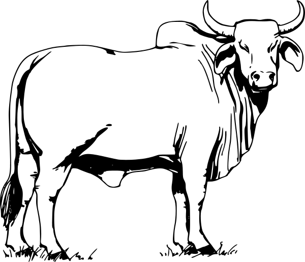 600x515 Bull Clipart Bull Clipart Free Download Clip Art Free Clip Art