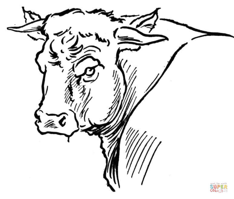 773x659 Bull Portait Coloring Page Free Printable Coloring Pages