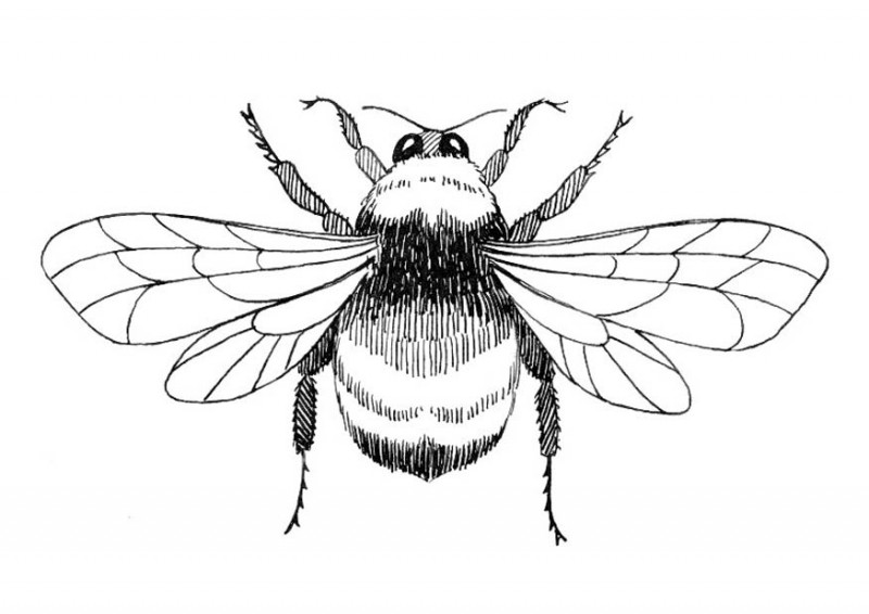 800x566 Collection Of Bee Tattoo Sketch