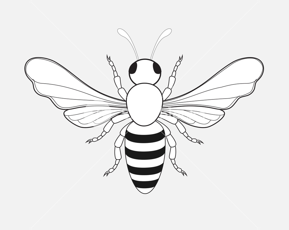 1000x798 Bumblebee Drawing Vector Illustration Royalty Free Stock Image