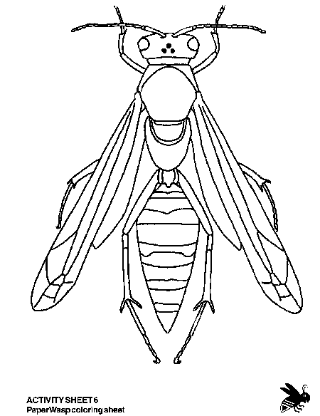 450x584 Lesson 1.6, Bee And Wasp Identification