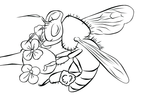 600x406 Realistic Flower Coloring Pages Full Size Of Rose Coloring Pages