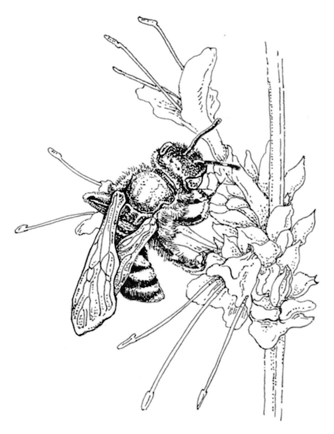 1080x1400 Bee Flower Drawing Animated Bee Clip Art