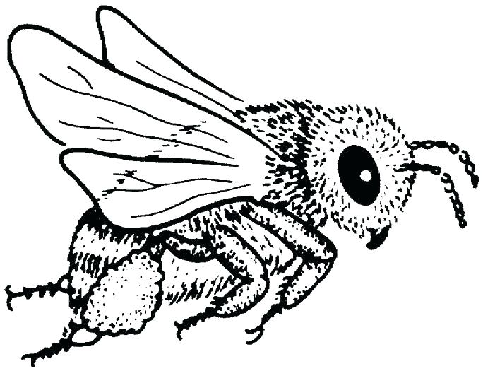 684x525 Bumble Bee Coloring Pages 25 And Basic Fly Bee Coloring Page