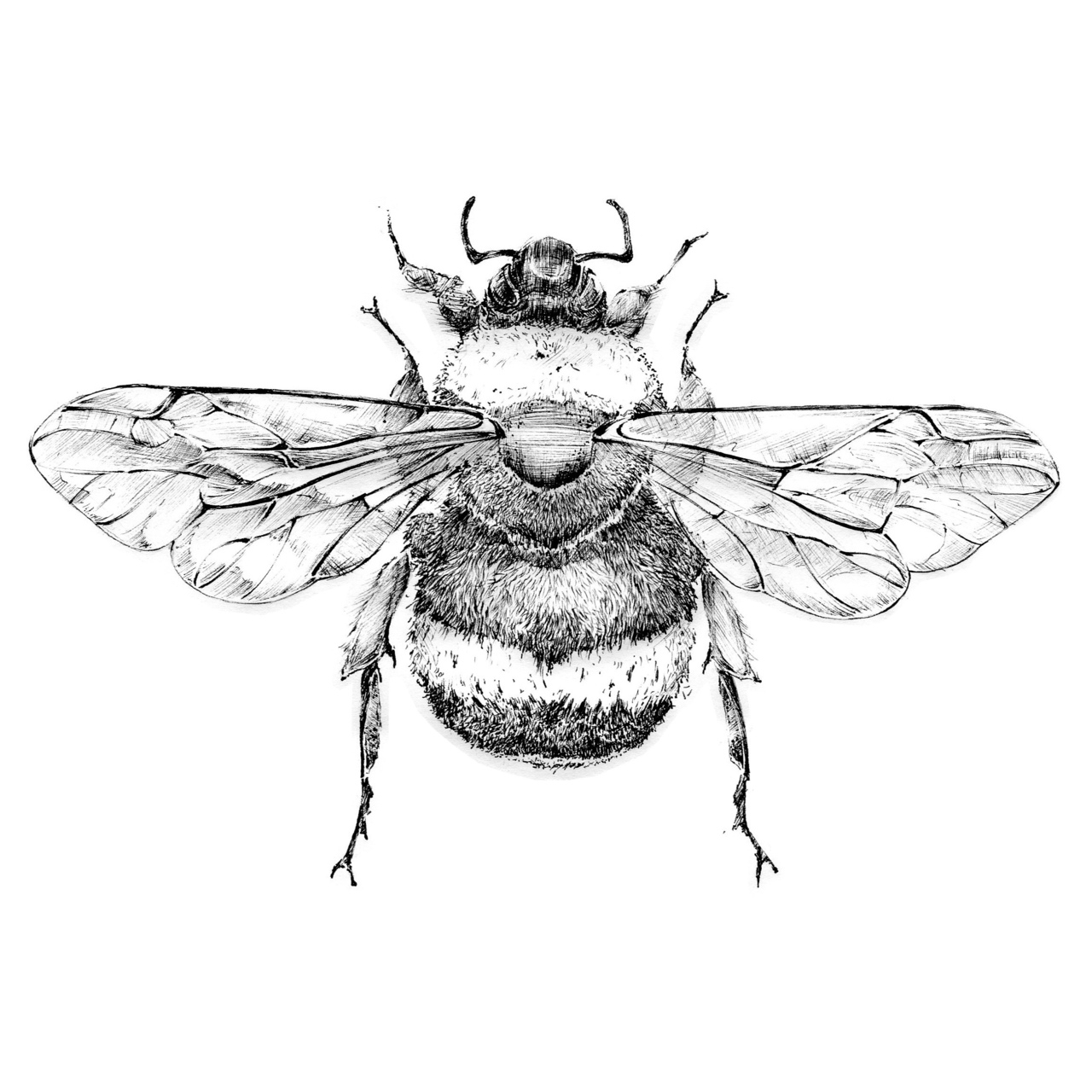 1280x1280 Bumble Bee Line Drawing Bee Black And White Illustration