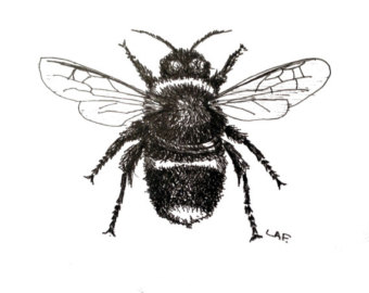 340x270 Original Drawing Or Limited Edition Print Palmetto Bug