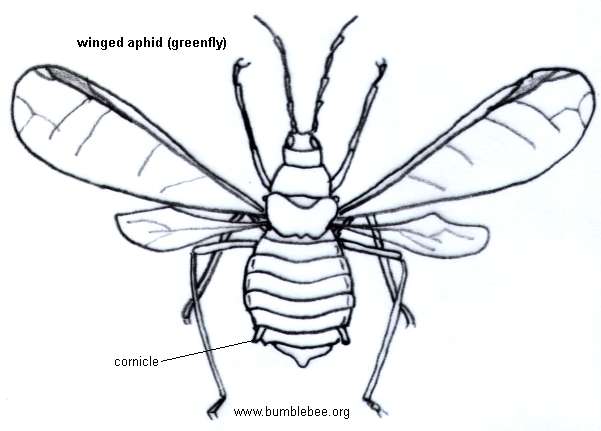 601x431 Aphids And White Flies