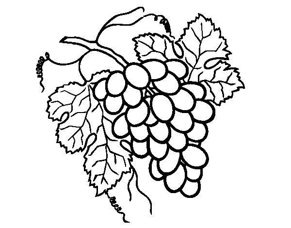 600x470 Bunch Of Grapes Coloring Page