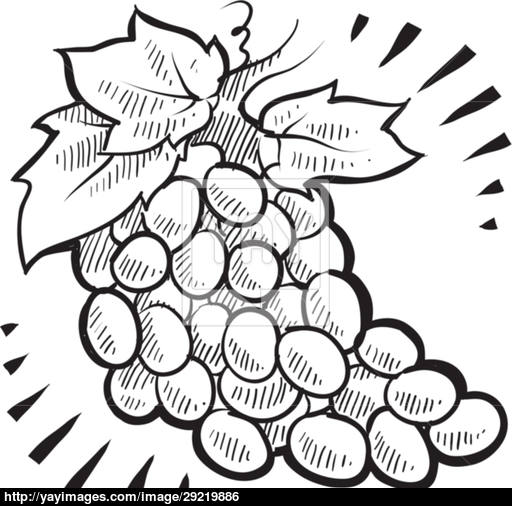 512x506 Bunch Of Grapes Sketch Vector