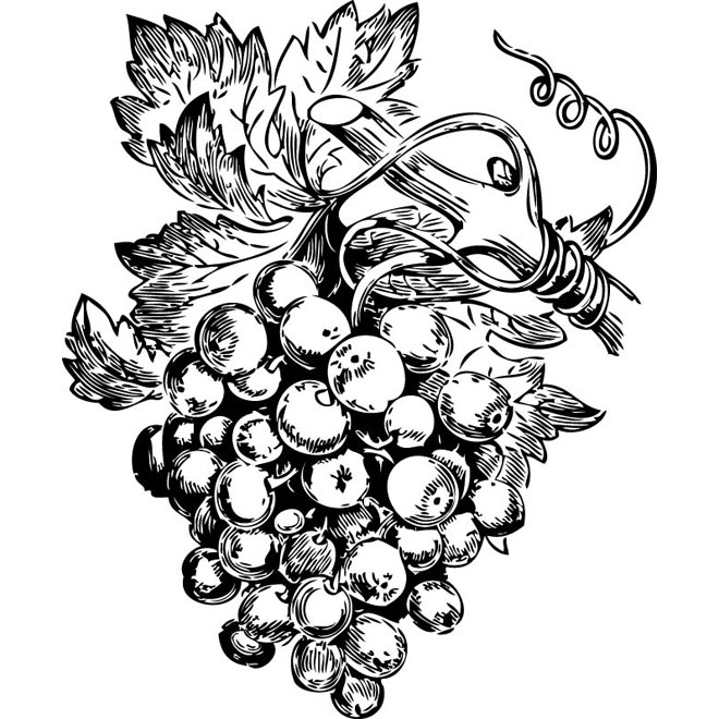 660x660 Drawn Fruit Grape Plant