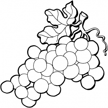 362x360 Flower Outlines For Coloring Coloring Page Outline A Bunch