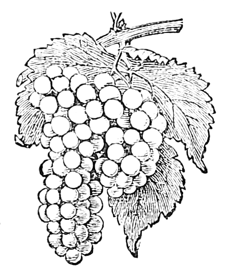 460x528 Vintage, 1867 Engraving Of A Bunch Of Grapes From By