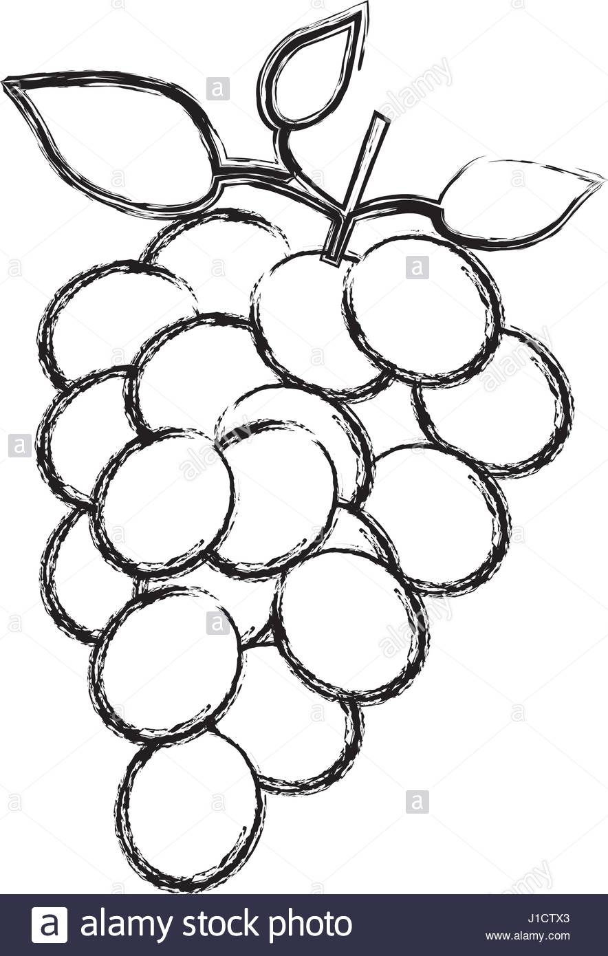 884x1390 Monochrome Sketch Silhouette Of Bunch Of Grapes Stock Vector Art