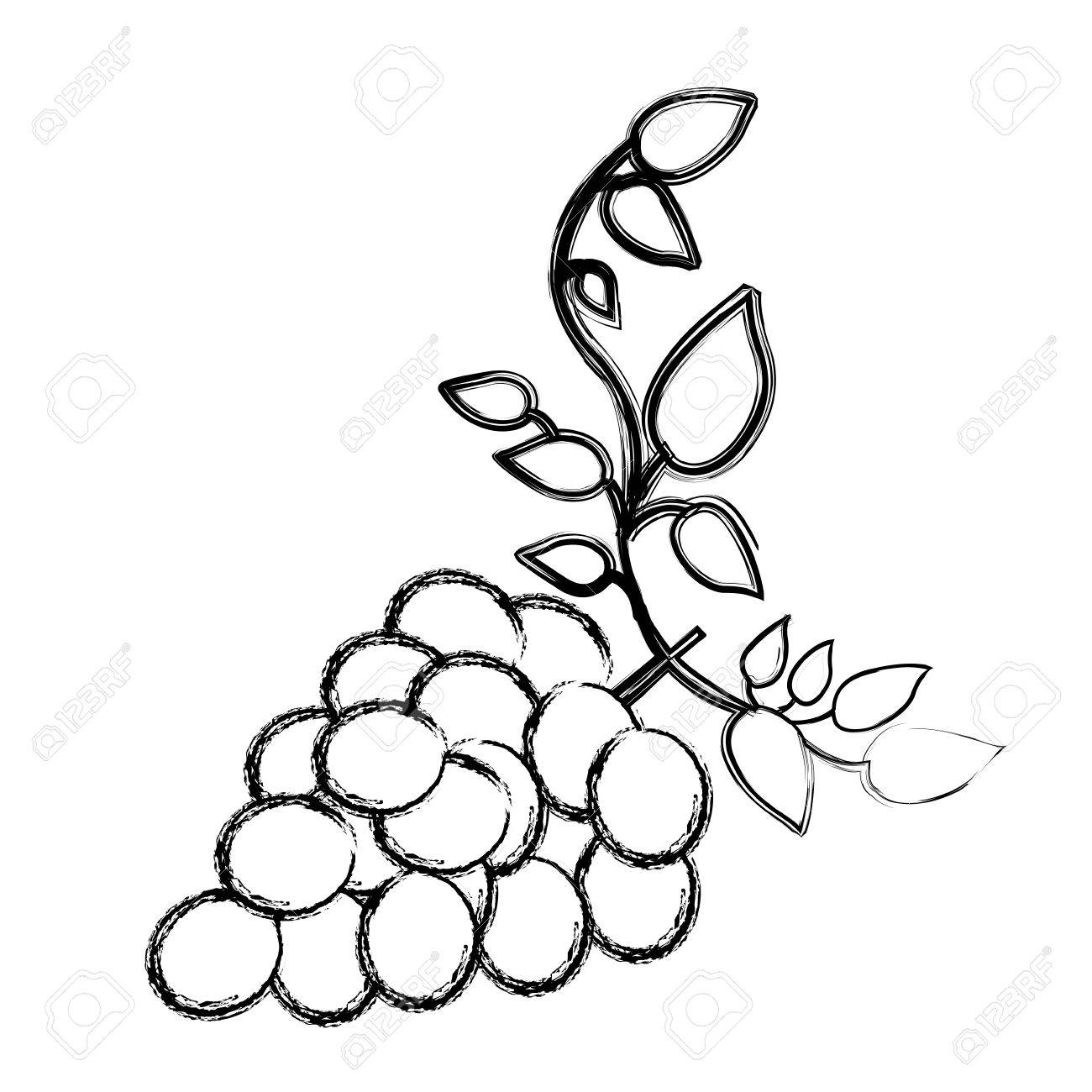 1300x1300 Monochrome Sketch Silhouette Of Bunch Of Grapes With Branch