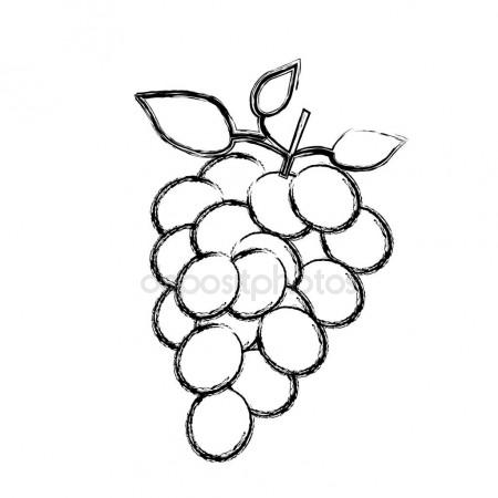 450x450 Monochrome Sketch Silhouette Of Bunch Of Grapes Stock Vector