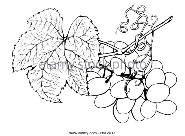 640x471 Bunch Of Grapes Sketch Stock Photos Amp Bunch Of Grapes Sketch Stock