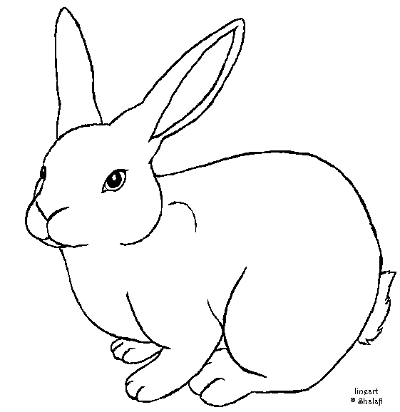 561x578 Bunny Rabbit Drawing Free Download