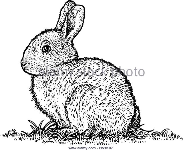640x531 Bunny Rabbit Illustration Stock Photos Amp Bunny Rabbit Illustration