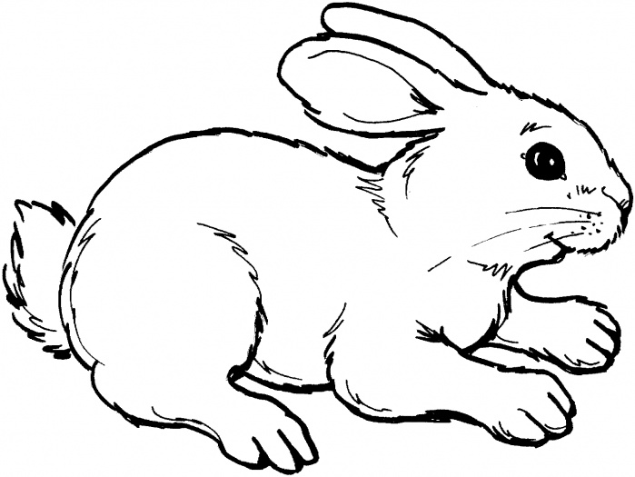699x525 Cool Design Rabbit Outline Drawings Of Rabbits And Bunnies Use