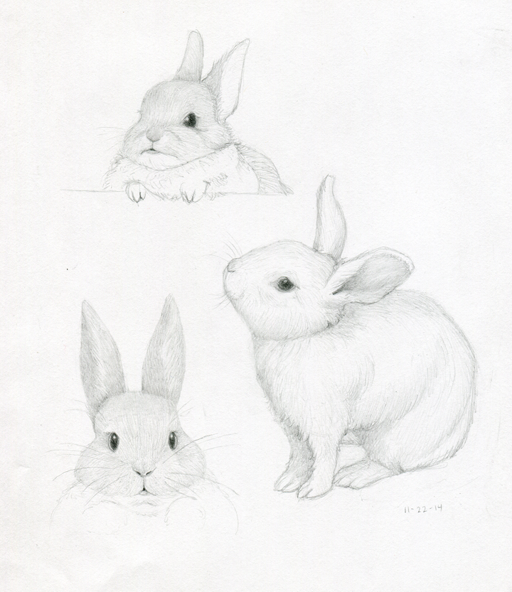 720x833 Bunny Pencil Studies And The Fairy Godbunny Spot Colors