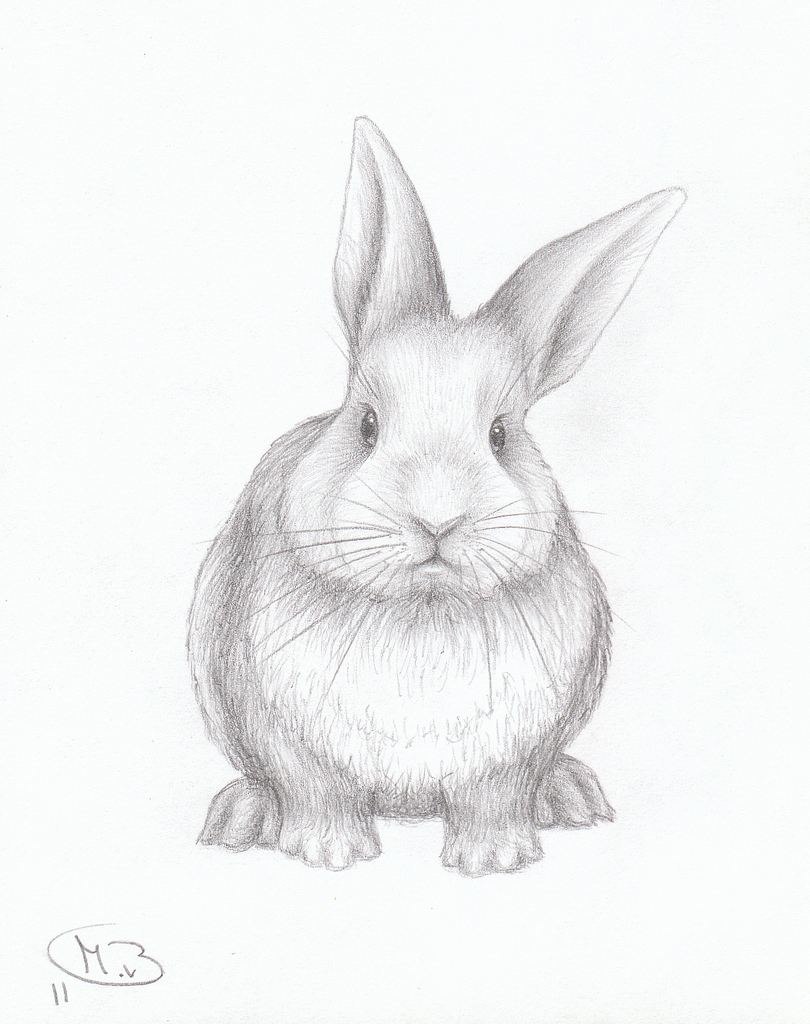 810x1024 Drawn Bunny Pencil