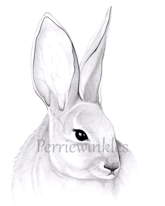 570x712 41 Best Perriewinkles