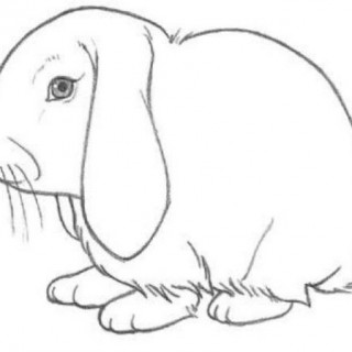 320x320 Tag For Pictures Of Bunnies Draw Many Rabbits Drawing How