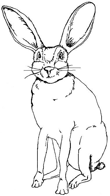 379x675 Coloring Page Black Tailed Jackrabbit Drawing Bunny