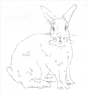 300x323 Hop To It And Learn To Draw A Bunny Rabbit With These Easy Steps