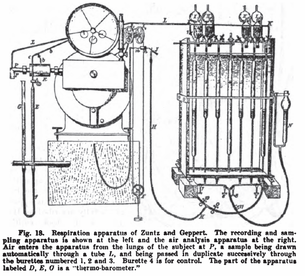 613x556 Basal Metabolism Pft History Page 9