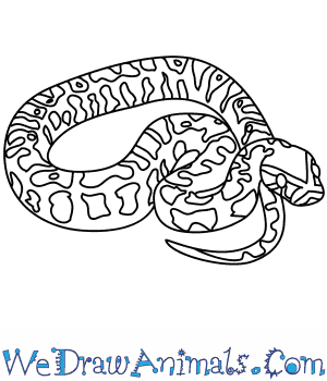 300x350 How To Draw An African Rock Python