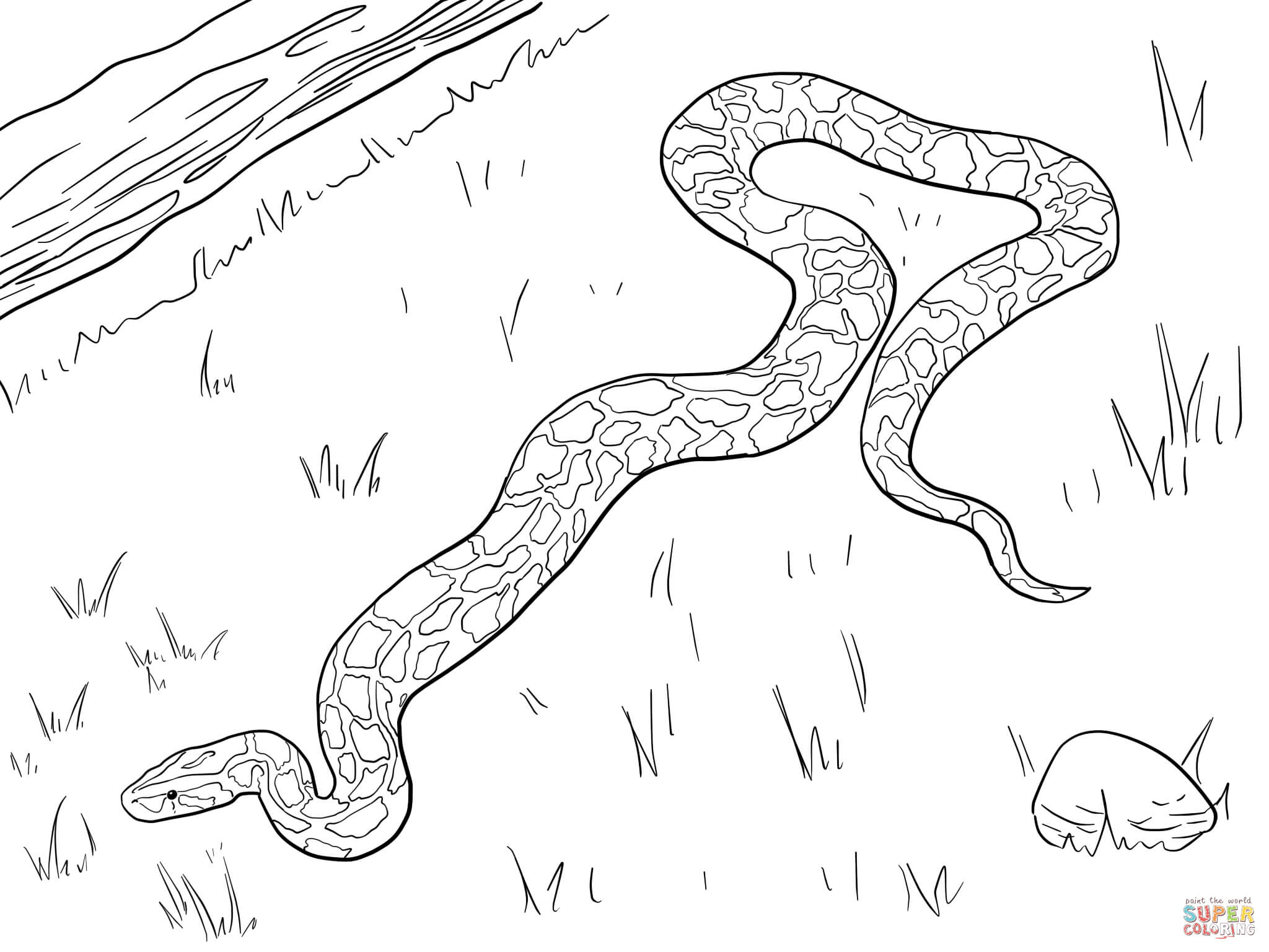 2048x1536 Large Burmese Python Coloring Page Free Printable Coloring Pages