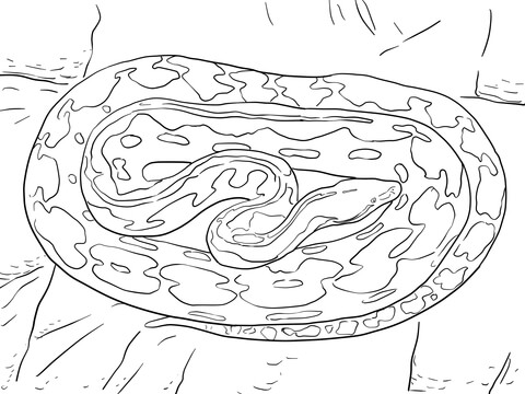 480x360 Reticulated Python Coloring Page Free Printable Coloring Pages