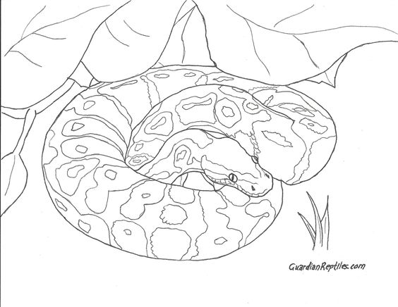 564x436 Ball Python Coloring Pages
