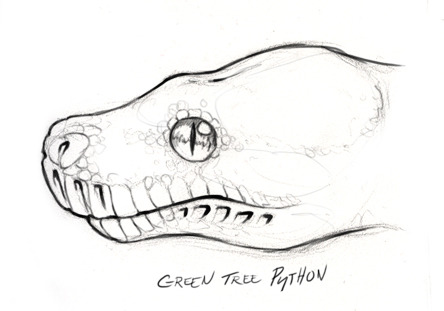 444x311 Skullbird Sketches Of Various Constrictor Profiles,