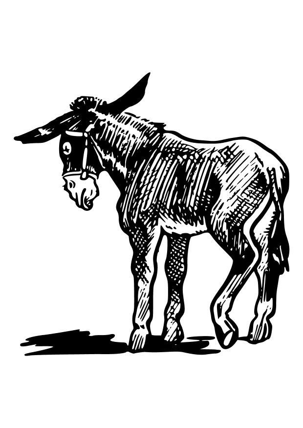 620x875 Coloring Page Donkey