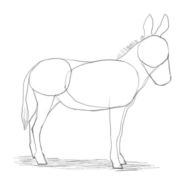 600x600 How To Draw A Donkey