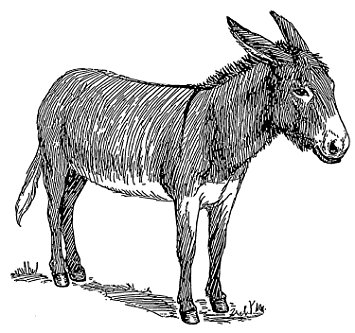 355x333 Pack Of 12 Parchment Gift Tags Line Drawing Donkey Amazon.co.uk