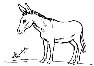 400x282 Puro Hua Tiecuani